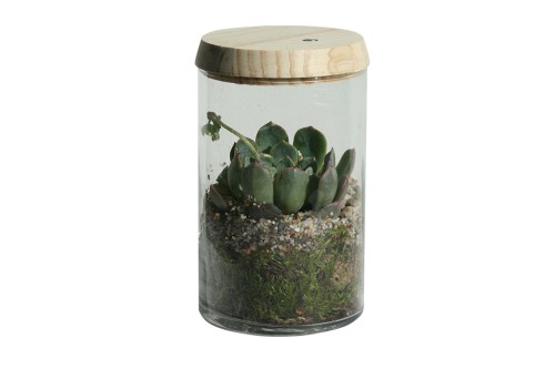 Terrario bote de cristal con cubierta de madera (planta incluida)
