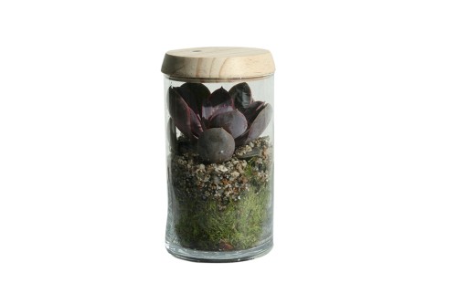 Terrario bote de cristal con cubierta de madera (planta incluida)