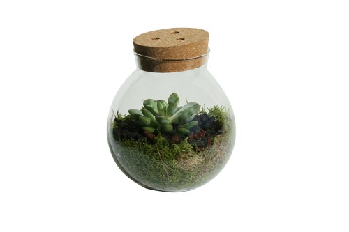 Terrario en envase de cristal con cubierta de corcho (planta incluida)