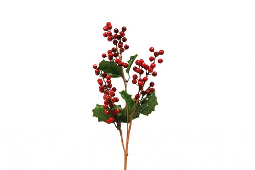 holly branch