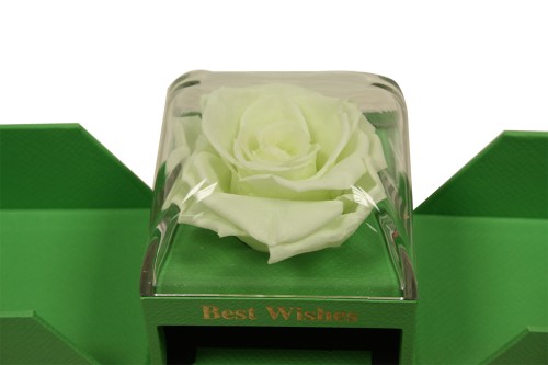 Cajita rosa preservada verde joyero sorpresa