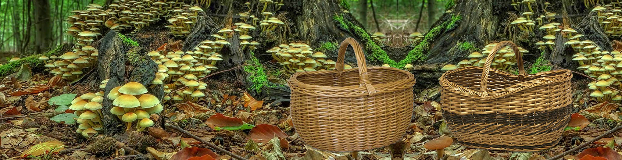 Mushroom season is here!